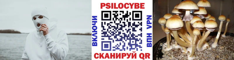 купить наркотики сайты  Вяземский  Псилоцибиновые грибы Magic Shrooms 
